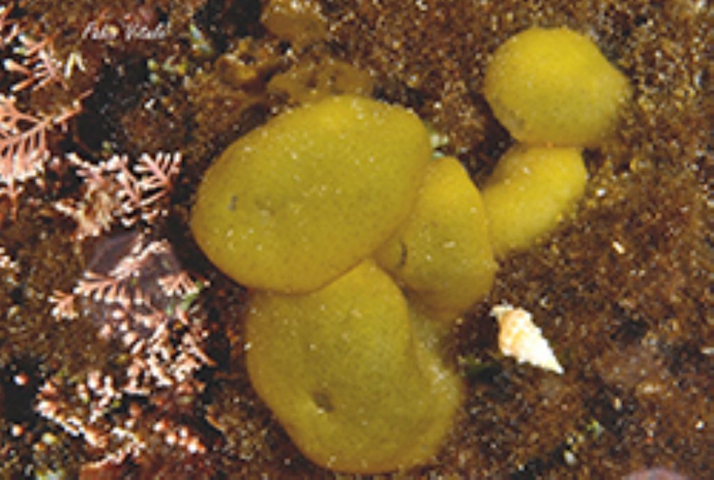 Altra Alga da determinare - Colpomenia sinuosa